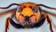 Asian Giant Hornet, Japanese giant hornet, also Murder Hornet (Vespa mandarinia)